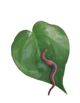ABUIABAEGAAgjpHriQYo6I_Z6QMwkAI43AI.png
